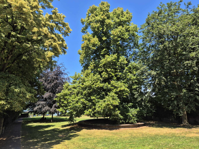 Le parc de Meyriez.