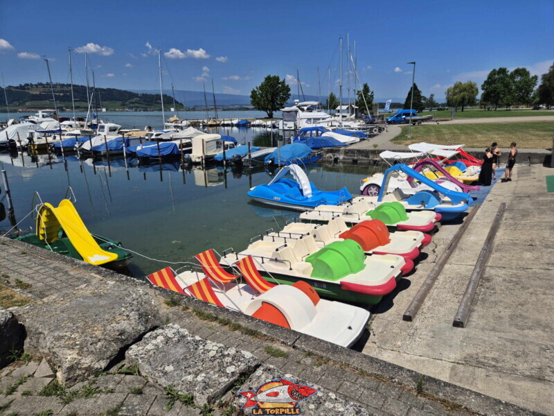 Les pédalos de l'école de voile de Morat. Les pédalos de l'école de voile de Morat.