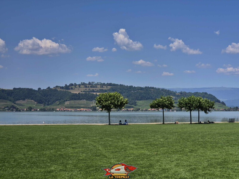 Vues sur le Mont Vully. Freizeitwiese Pantschau beim Hafen in Murten - Place de Loisirs Pantschau