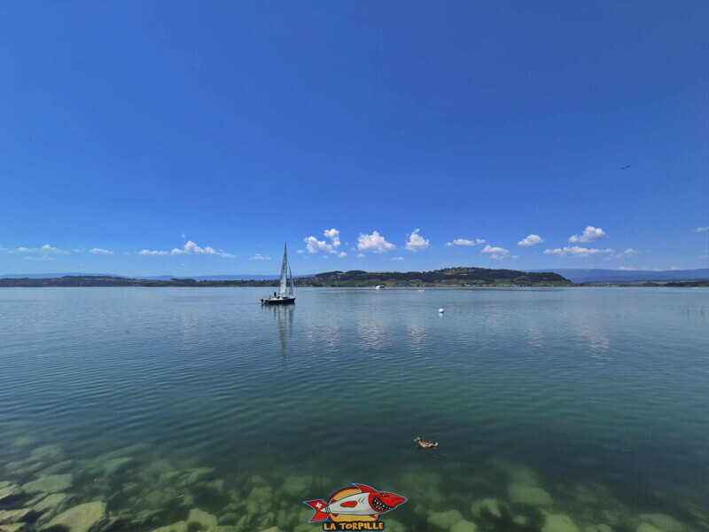 Vues sur le Mont Vully. Freizeitwiese Pantschau beim Hafen in Murten - Place de Loisirs Pantschau
