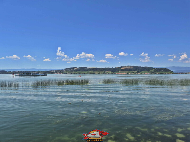 Vues sur le Mont Vully. Freizeitwiese Pantschau beim Hafen in Murten - Place de Loisirs Pantschau