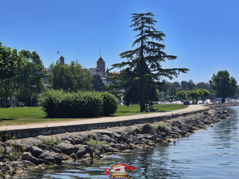 Les enrochements qui rendent peu pratique l'accès au lac pour la baigande. Freizeitwiese Pantschau beim Hafen in Murten - Place de Loisirs Pantschau