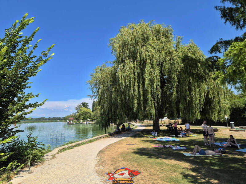 La pelouse ombragée entre la plage de gravier et le shop de Bisse Noire. Surfcenter, Morat, lac de Morat. Bise Noire – Surfing Watersports - Shop am Murtensee.