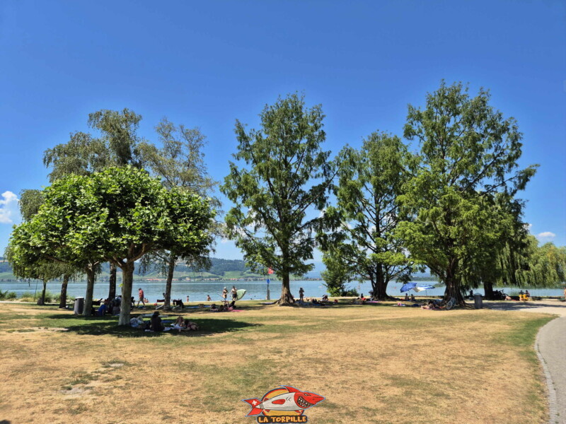 La pelouse ombragée entre la plage de gravier et le shop de Bisse Noire. Surfcenter, Morat, lac de Morat. Bise Noire – Surfing Watersports - Shop am Murtensee.