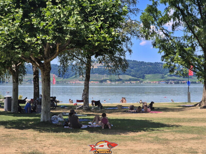 La pelouse ombragée entre la plage de gravier et le shop de Bisse Noire. Surfcenter, Morat, lac de Morat. Bise Noire – Surfing Watersports - Shop am Murtensee.