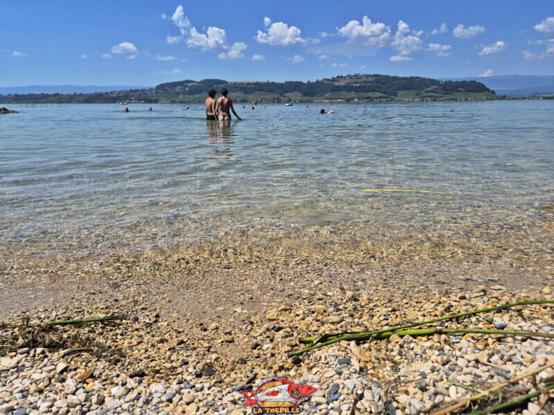 plage de la Bisse Noire. La jolie vue sur le Mont Vully. Surfcenter, Morat, lac de Morat. Bise Noire – Surfing Watersports - Shop am Murtensee.