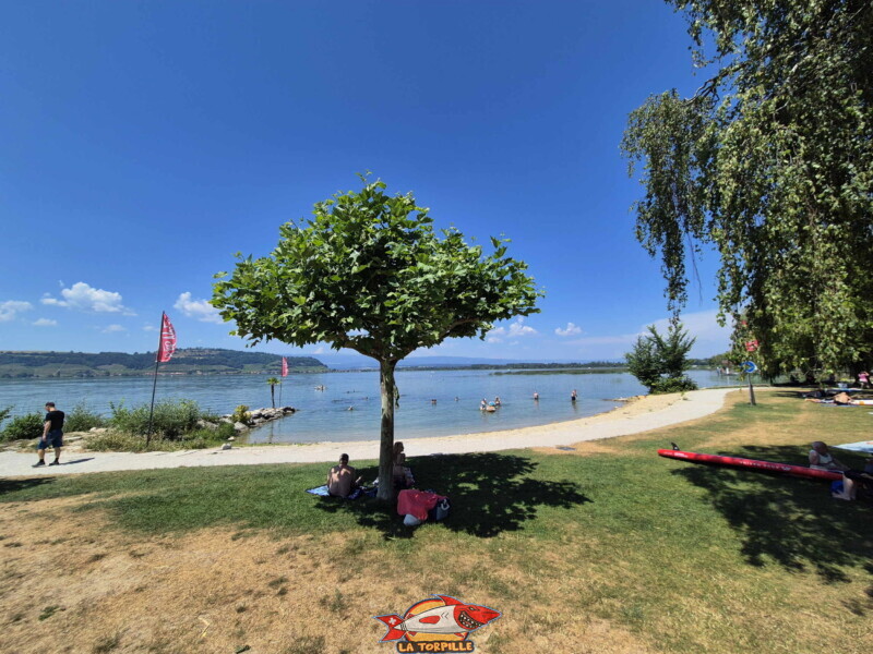 La pelouse ombragée entre la plage de gravier et le shop de Bisse Noire. Surfcenter, Morat, lac de Morat. Bise Noire – Surfing Watersports - Shop am Murtensee.