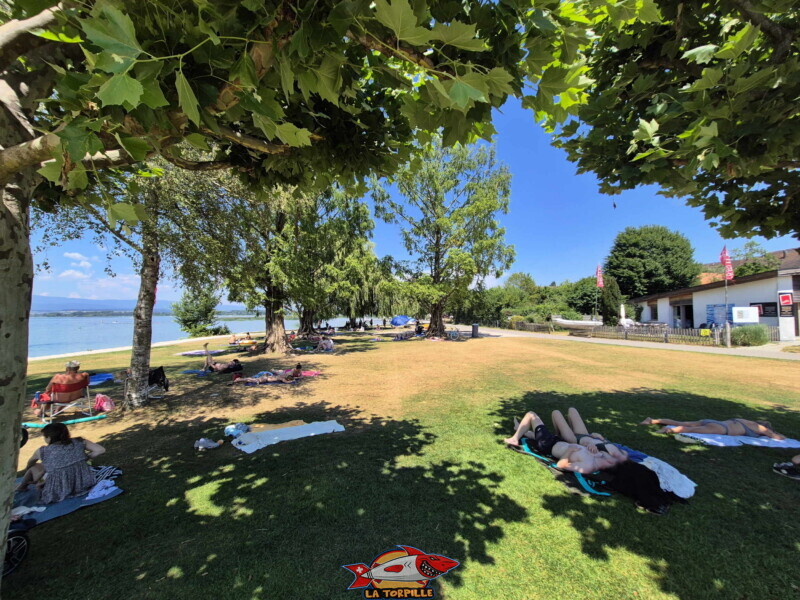 La pelouse ombragée entre la plage de gravier et le shop de Bisse Noire. Surfcenter, Morat, lac de Morat. Bise Noire – Surfing Watersports - Shop am Murtensee.