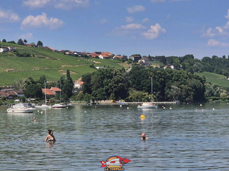 Le zoom sur le débarcadère de Vallamand. Plage de Salavaux, Vully-les-Lacs, Lac de Morat.