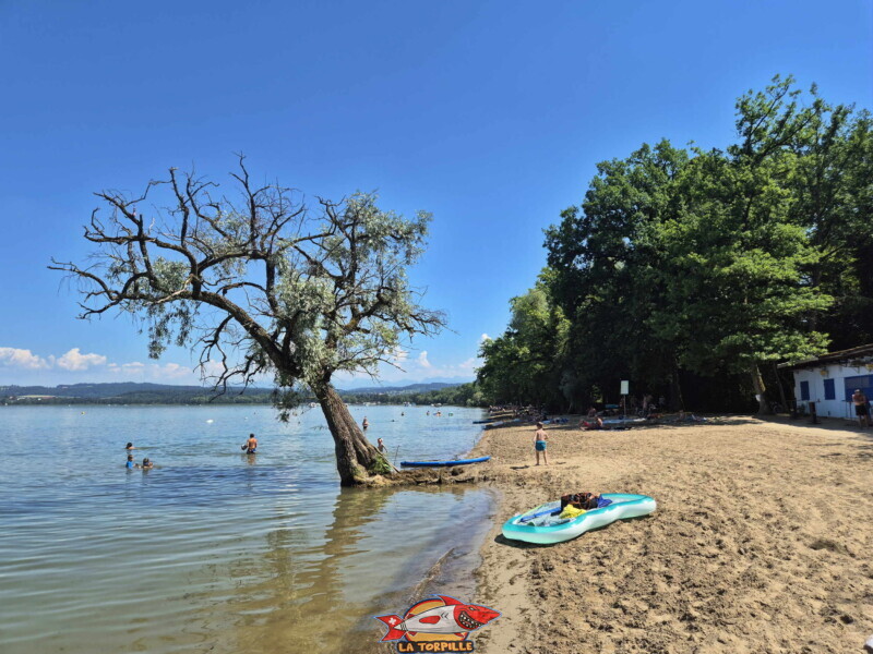 L'arbre au bord de l'eau au milieu de la plage. Plage de Salavaux, Vully-les-Lacs, Lac de Morat.