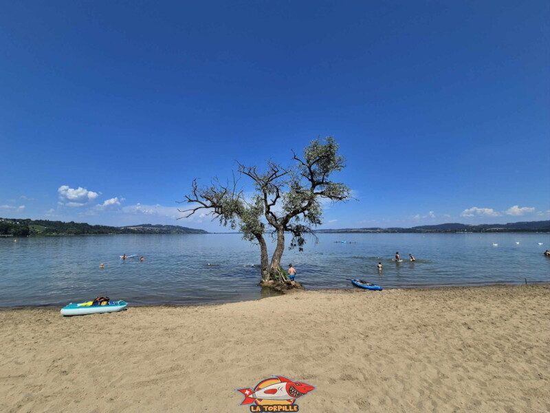 L'arbre au bord de l'eau au milieu de la plage. Plage de Salavaux, Vully-les-Lacs, Lac de Morat.