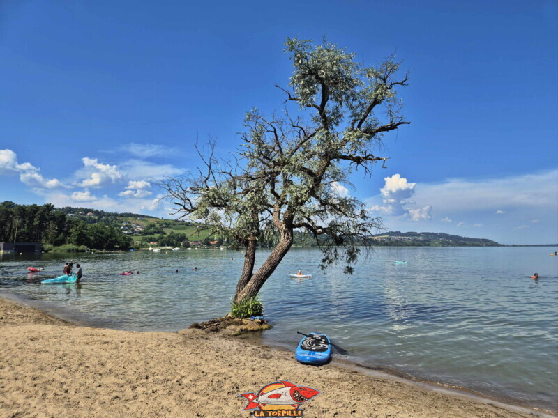 L'arbre au bord de l'eau au milieu de la plage. Plage de Salavaux, Vully-les-Lacs, Lac de Morat.