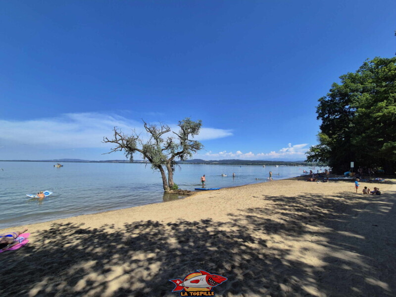 La plage de Salavaux et son arbre emblématique au bord de l'eau. Plage de Salavaux, Vully-les-Lacs, Lac de Morat.