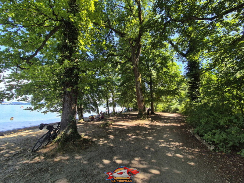 Les photos de zone ouest de plage de Salavaux. Plage de Salavaux, Vully-les-Lacs, Lac de Morat.