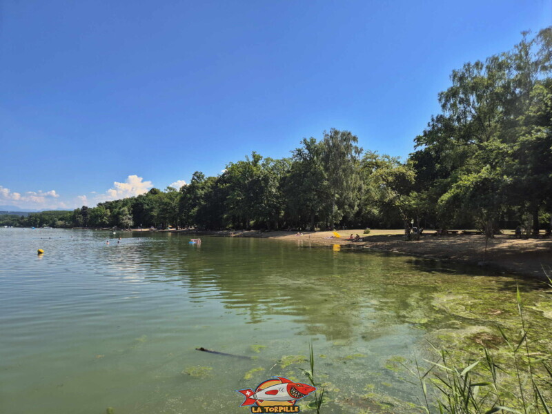 Les photos de zone ouest de plage de Salavaux. Plage de Salavaux, Vully-les-Lacs, Lac de Morat.