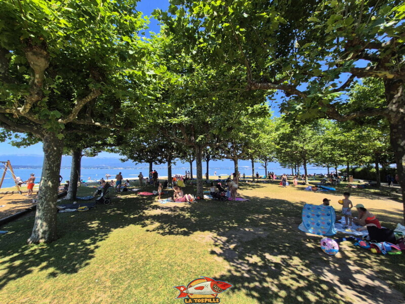 Pelouse. Plage d'Hermance. Canton de Genève.