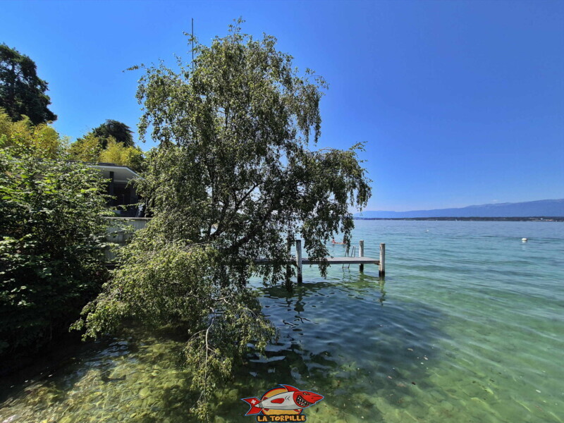 La vue sur le rivage direction Genève depuis la plage du débarcadère d'Anières. La vue sur le rivage direction Genève depuis la plage du débarcadère d'Anières.