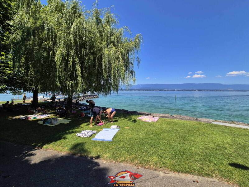 La zone nord de la pelouse. Plage du Débarcadère d'Anières, canton de Genève, lac Léman.