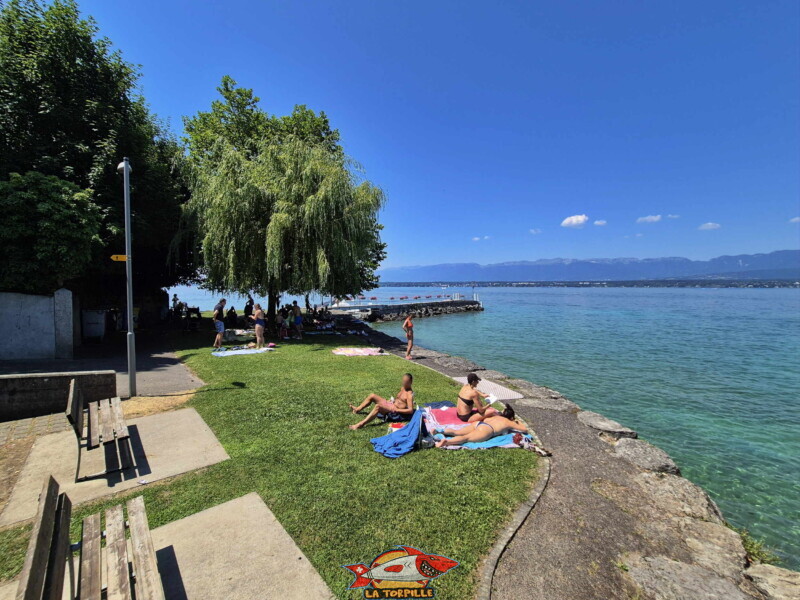 La zone nord de la pelouse. Plage du Débarcadère d'Anières, canton de Genève, lac Léman.