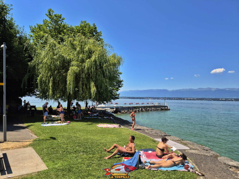 La pelouse de la plage. Plage du Débarcadère d'Anières, canton de Genève, lac Léman. La pelouse de la plage. Plage du Débarcadère d'Anières, canton de Genève, lac Léman.