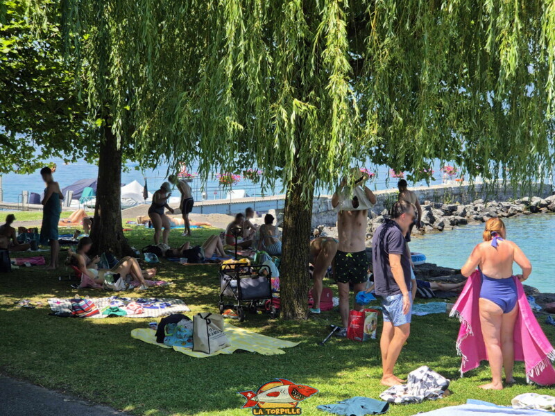 La zone nord de la pelouse. Plage du Débarcadère d'Anières, canton de Genève, lac Léman.