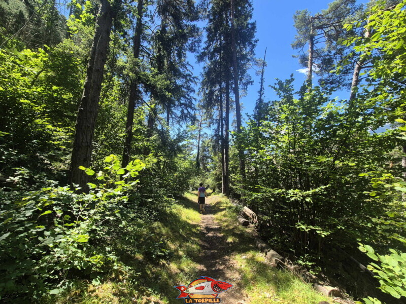 Chemin forestier. Bisse de Sillonin