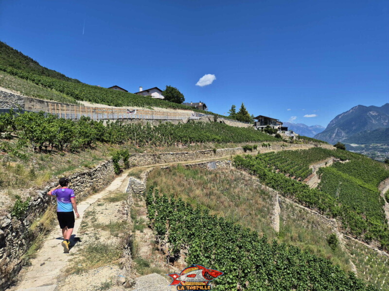 Vallée du Rhône - Lens / Vigne. Bisse de Sillonin