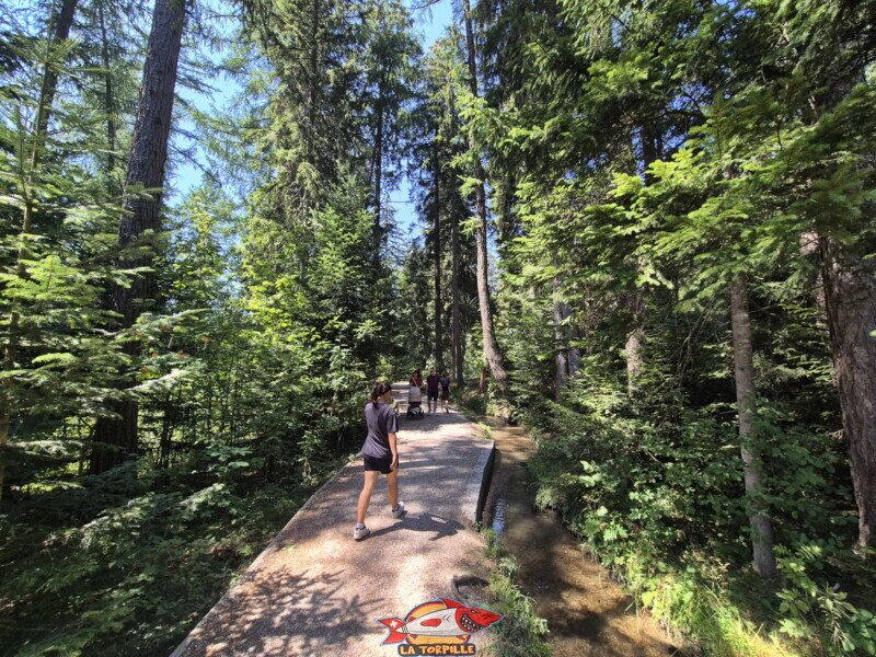 Montée du bisse des Miriouges - forêt