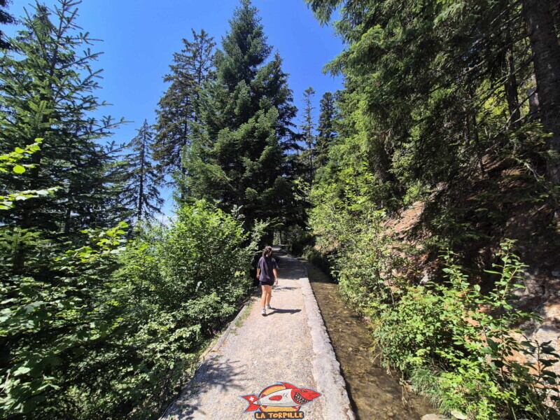 Montée du bisse des Miriouges - forêt