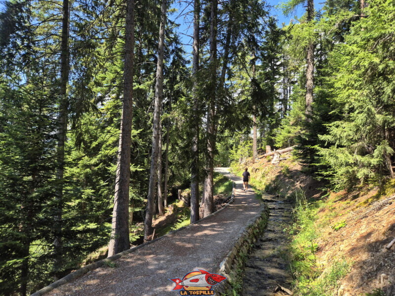 Montée du bisse des Miriouges - forêt