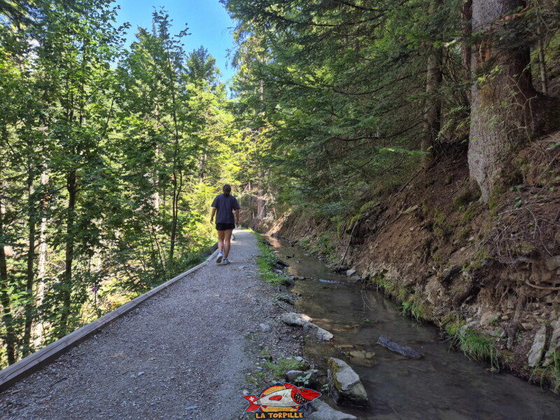 Montée du bisse des Miriouges - forêt