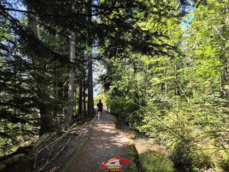 Montée du bisse des Miriouges - forêt