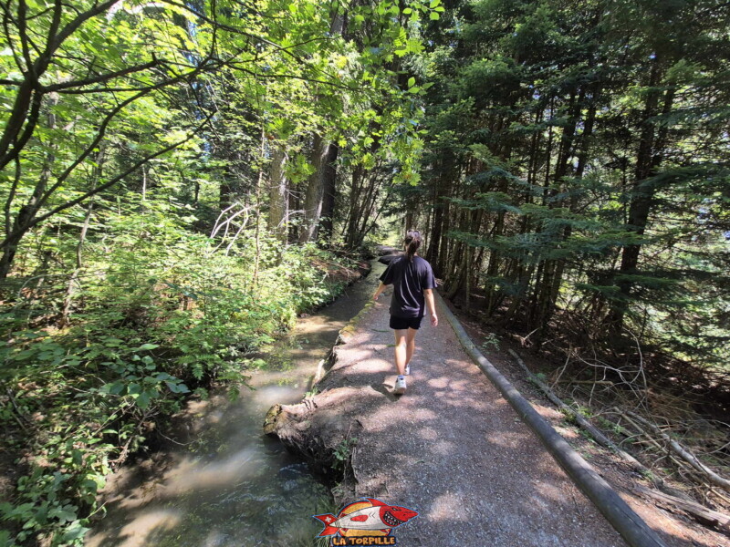 Descente du bisse des Miriouges - forêt