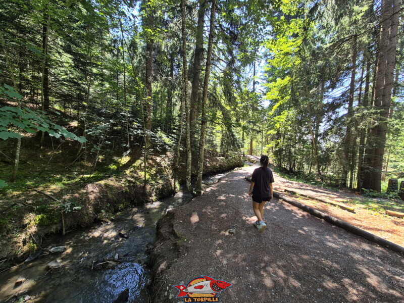 Descente du bisse des Miriouges - forêt