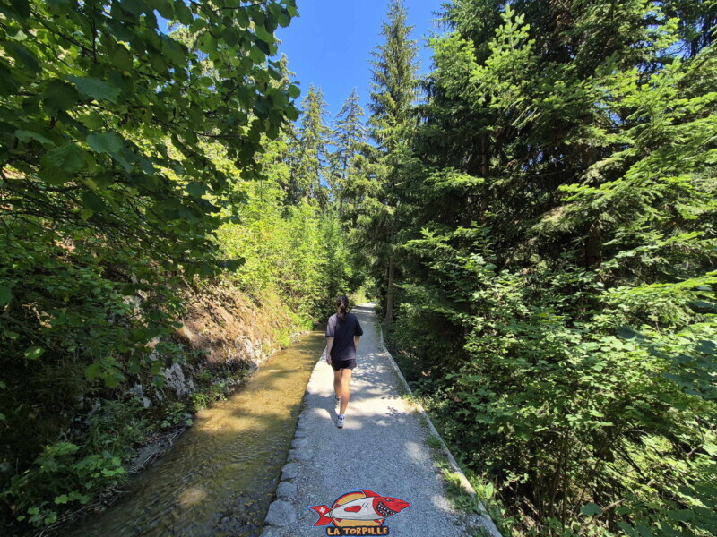 Descente du bisse des Miriouges - forêt