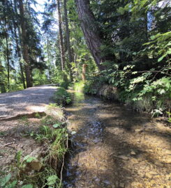 🚤🏞️ Bisse et Etang des Miriouges – Lens