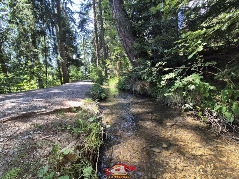 Descente du bisse des Miriouges - forêt