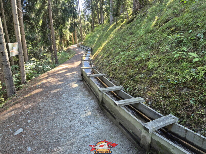 La première partie du bisse dans la forêt, du départ à la table d'orientation. Bisse des Ravines - Bruson.