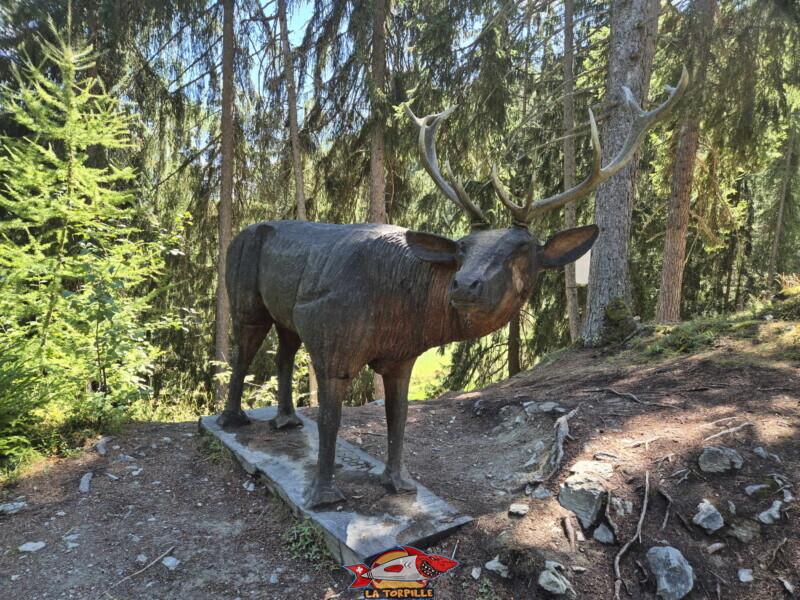 La première partie du bisse dans la forêt, du départ à la table d'orientation. Bisse des Ravines - Bruson.