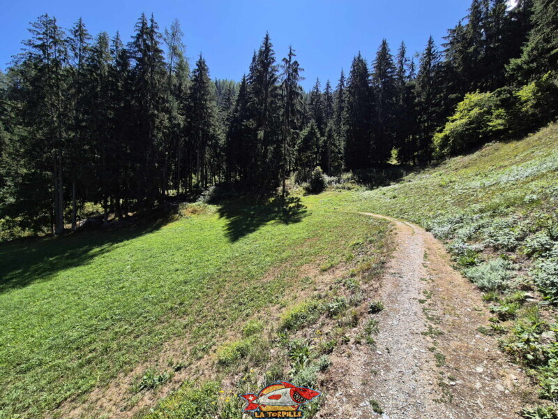 La première partie du bisse dans la forêt, du départ à la table d'orientation. Bisse des Ravines - Bruson.