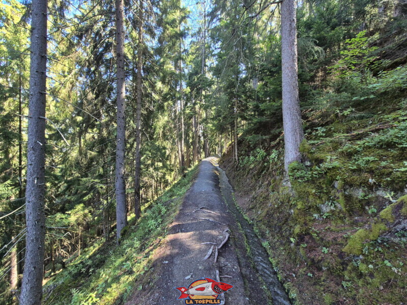 La première partie du bisse dans la forêt, du départ à la table d'orientation. Bisse des Ravines - Bruson.