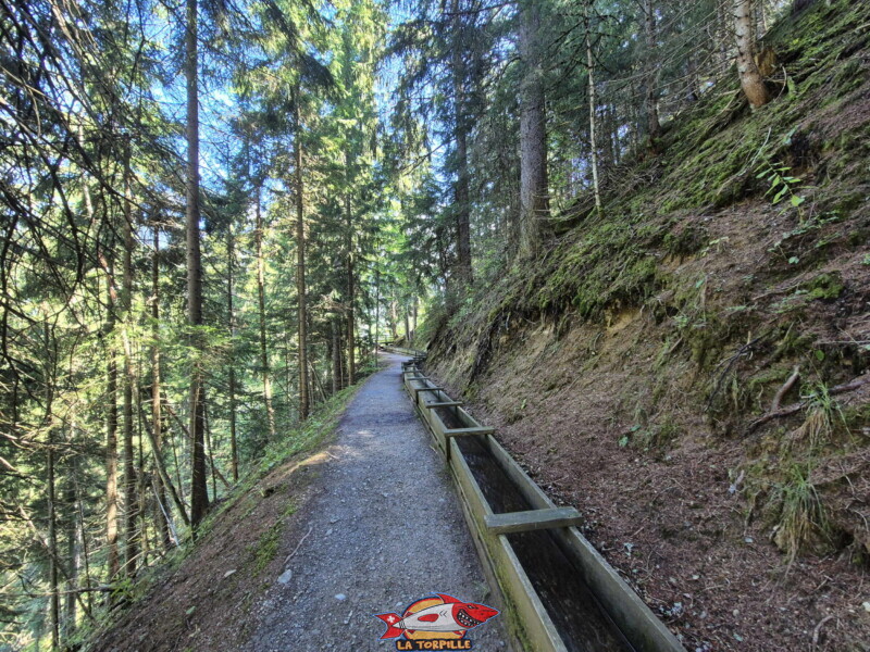 La première partie du bisse dans la forêt, du départ à la table d'orientation. Bisse des Ravines - Bruson.