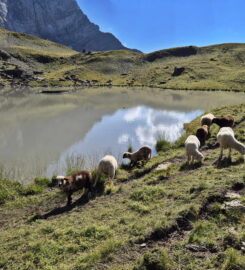 🚤 Lac de Soi – Val d’Illiez