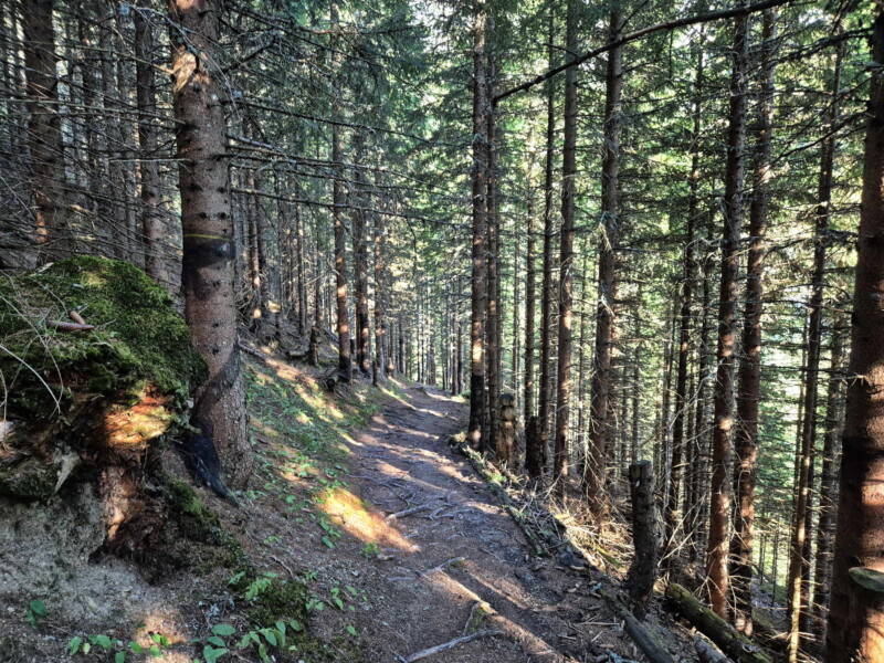 La dernière partie de la descente dans la forêt. Lac de Soi, Val-d'Illiez.