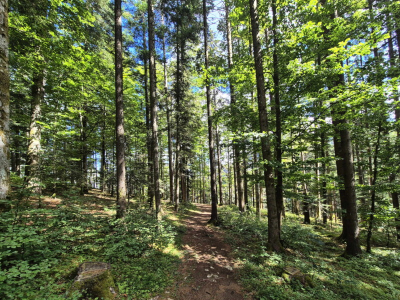 Le sentier s'enfonce ensuite dans la forêt.