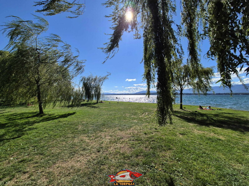 Pelouse. Plage de la Pointe-à-la-Bise - Collonge-Bellerive