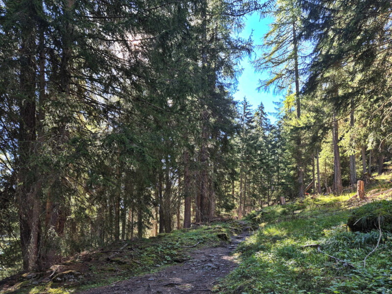 Montée forêt Gollié d'Arbey, val d'Hérens, Valais.