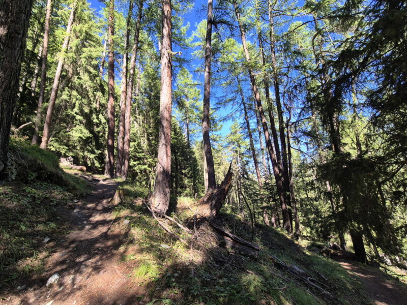 Montée forêt Gollié d'Arbey, val d'Hérens, Valais.