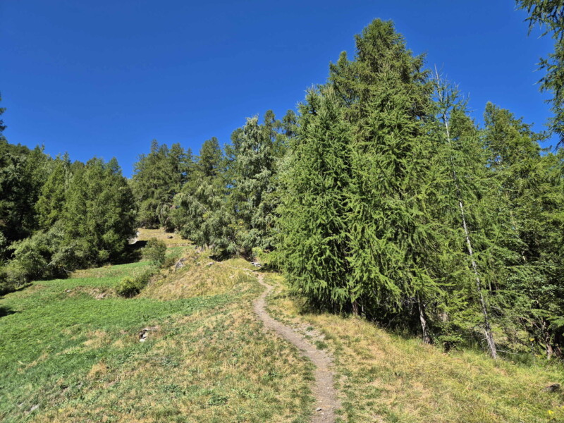 Montée Pâturages. Gollié d'Arbey, val d'Hérens, Valais.