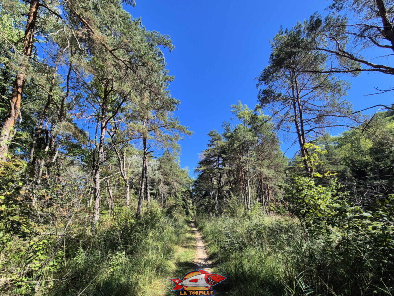 Le sentier du bord du lac dans la Grande Cariçaie. Le sentier du bord du lac dans la Grande Cariçaie.